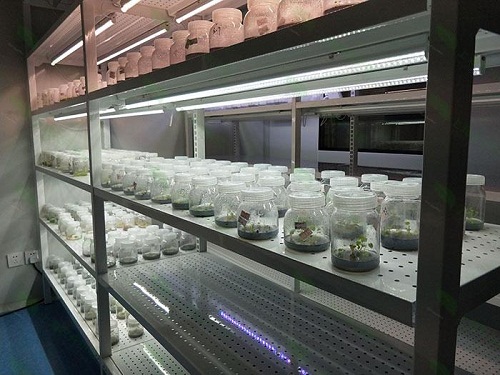 白玉植物组织培养实验室设计建设方案